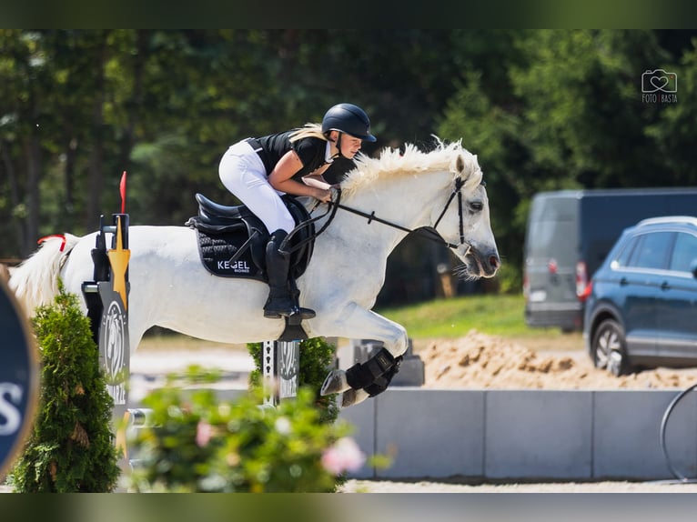Connemara Mare 9 years 14,1 hh White in Pozna&#x144;
