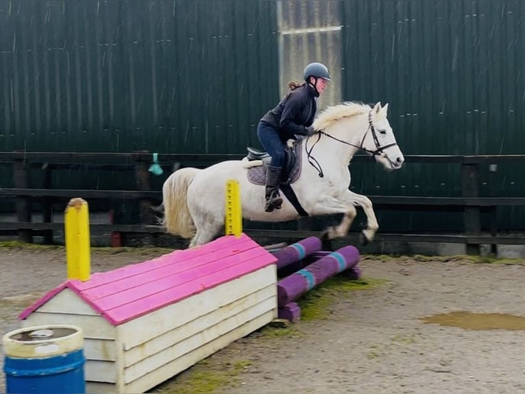 Connemara Mare 9 years 14,2 hh Grey in Sligo