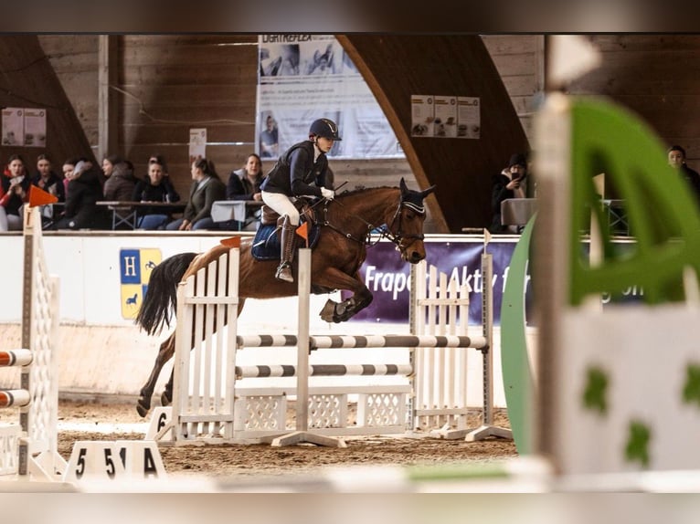 Connemara Mare 9 years 15.1 hh  in Hofheim am Taunus