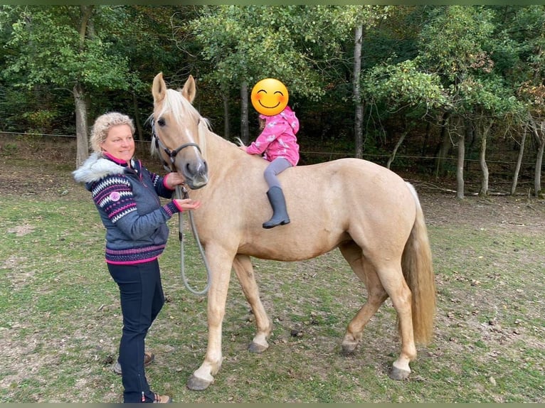 Connemara Mix Mare 9 years 15,1 hh Palomino in Taunusstein