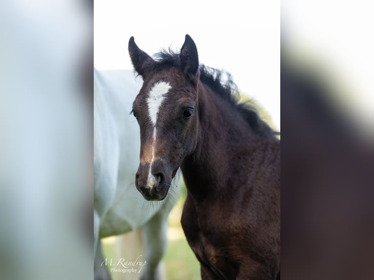 Connemara Mare Foal (05/2024) 14,1 hh Gray in Fjenneslev