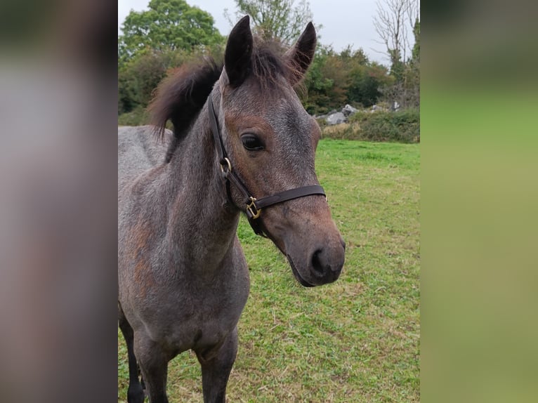 Connemara Mare Foal (06/2024) 14,2 hh Roan-Bay in Limerick