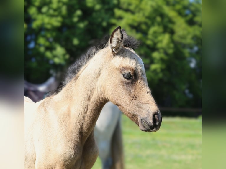 Connemara Mare  14,1 hh Brown Falb mold in Dachsberg
