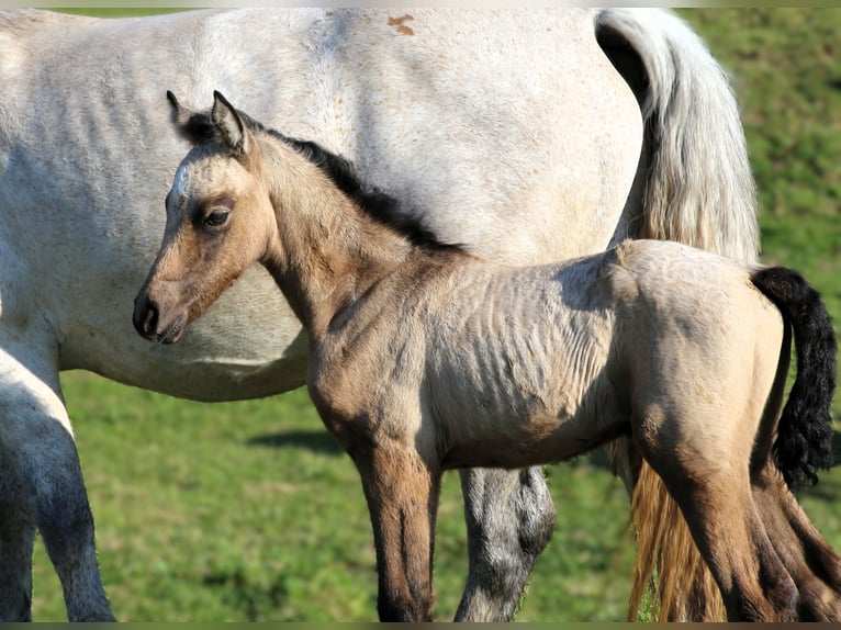 Connemara Mare  14,1 hh Brown Falb mold in Dachsberg
