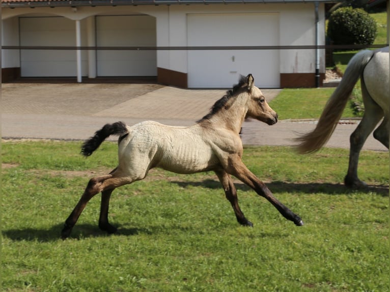 Connemara Mare  14,1 hh Brown Falb mold in Dachsberg
