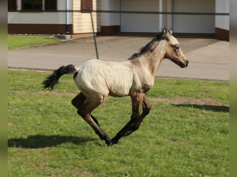 Connemara Mare  14,1 hh Brown Falb mold in Dachsberg