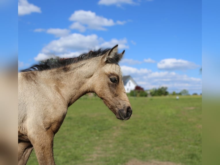 Connemara Mare  14,1 hh Brown Falb mold in Dachsberg