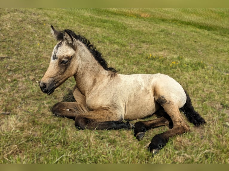 Connemara Mare  14,1 hh Brown Falb mold in Dachsberg