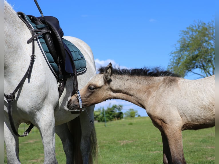 Connemara Mare  14,1 hh Brown Falb mold in Dachsberg
