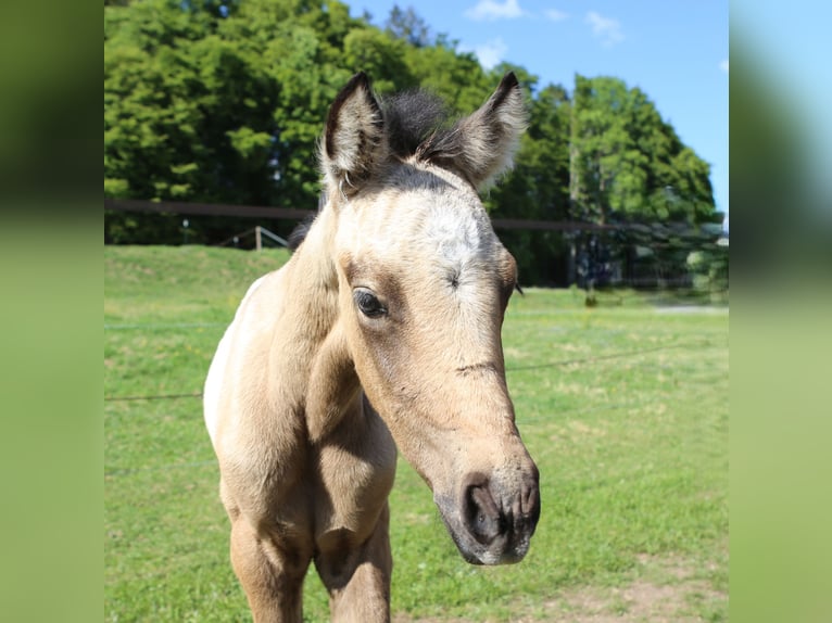 Connemara Mare  14,1 hh Brown Falb mold in Dachsberg