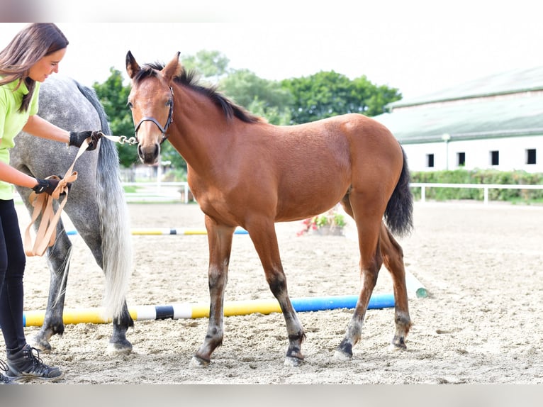 Connemara Mare Foal (05/2025) 14,1 hh Brown in Behamberg