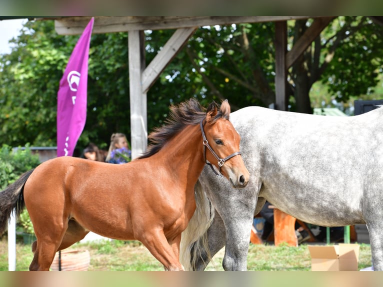 Connemara Mare Foal (05/2025) 14,1 hh Brown in Behamberg