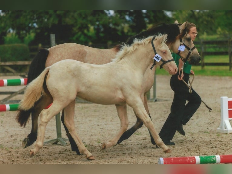 Connemara Mare Foal (04/2024) Cremello in Zedelgem