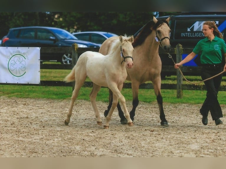 Connemara Mare Foal (04/2024) Cremello in Zedelgem