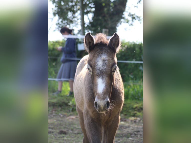 Connemara Mare Foal (04/2025) Grey in kergrist