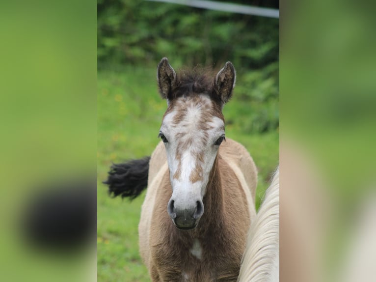 Connemara Mare Foal (04/2025) Grey in kergrist