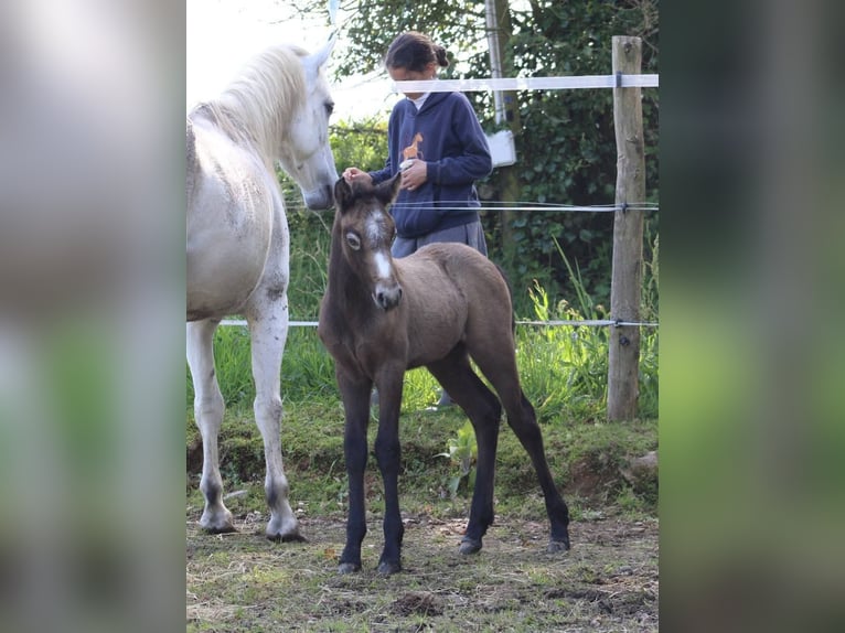 Connemara Mare Foal (04/2025) Grey in kergrist