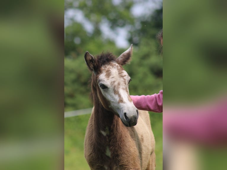 Connemara Mare Foal (04/2025) Grey in kergrist