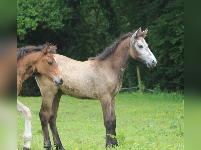 Connemara Mare Foal (04/2025) Grey in kergrist