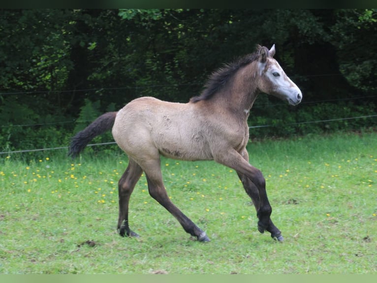 Connemara Mare Foal (04/2025) Grey in kergrist