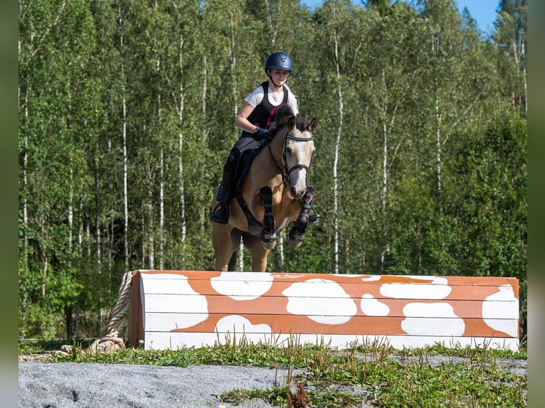 Connemara Merrie 10 Jaar 144 cm Falbe in Vollen