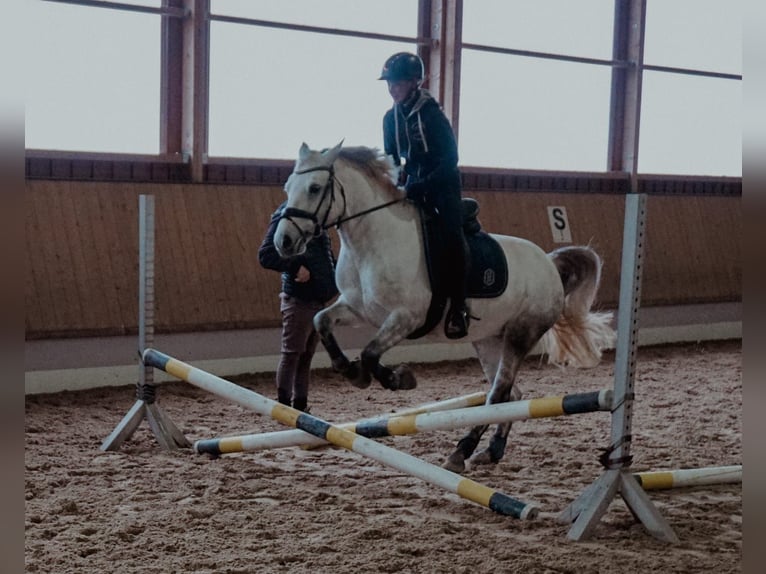 Connemara Merrie 10 Jaar 145 cm Schimmel in Pellingen