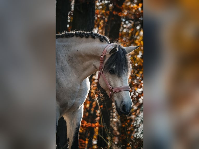 Connemara Mix Merrie 10 Jaar 146 cm Zwartschimmel in Nettersheim