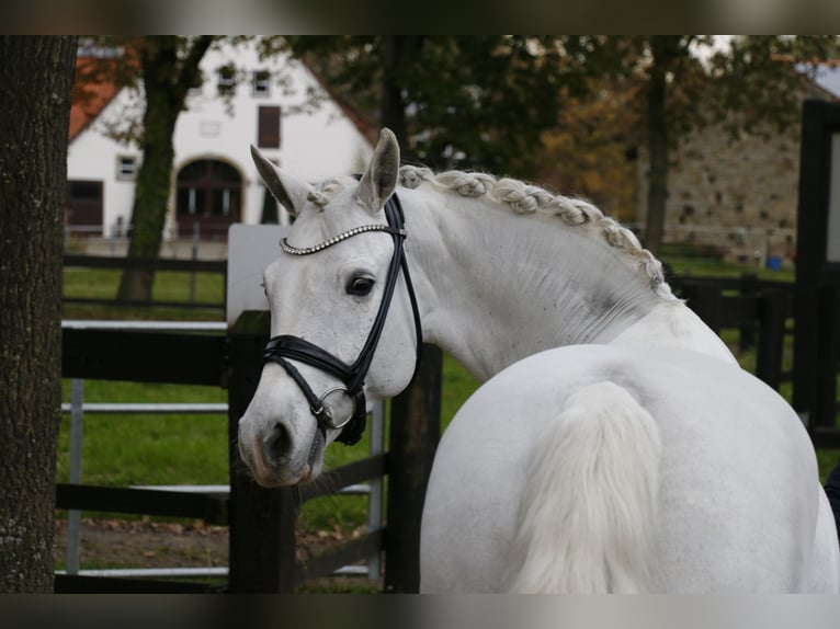 Connemara Merrie 10 Jaar 148 cm Schimmel in Recke, bei Osnabrück