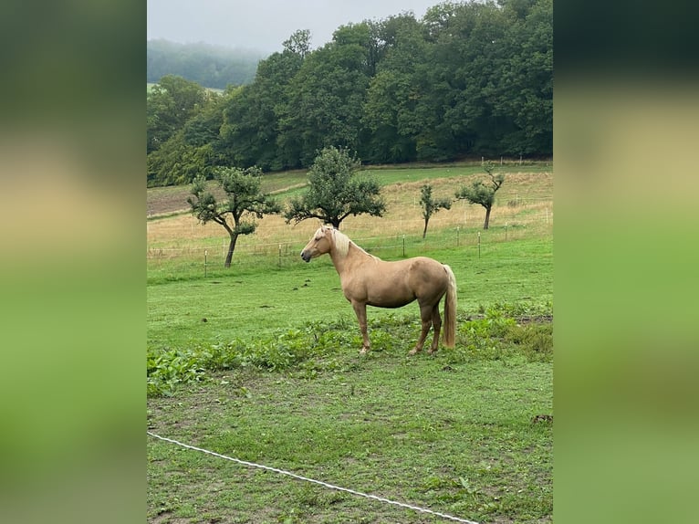 Connemara Mix Merrie 10 Jaar 155 cm Palomino in Taunusstein