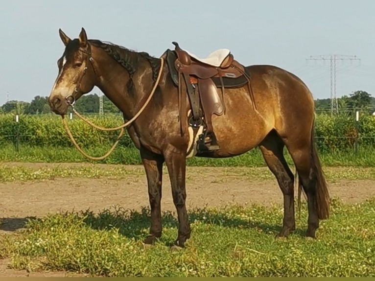 Connemara Mix Merrie 10 Jaar 156 cm Buckskin in Zeuthen