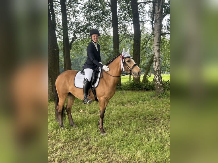 Connemara Mix Merrie 11 Jaar 141 cm Falbe in Lippstadt