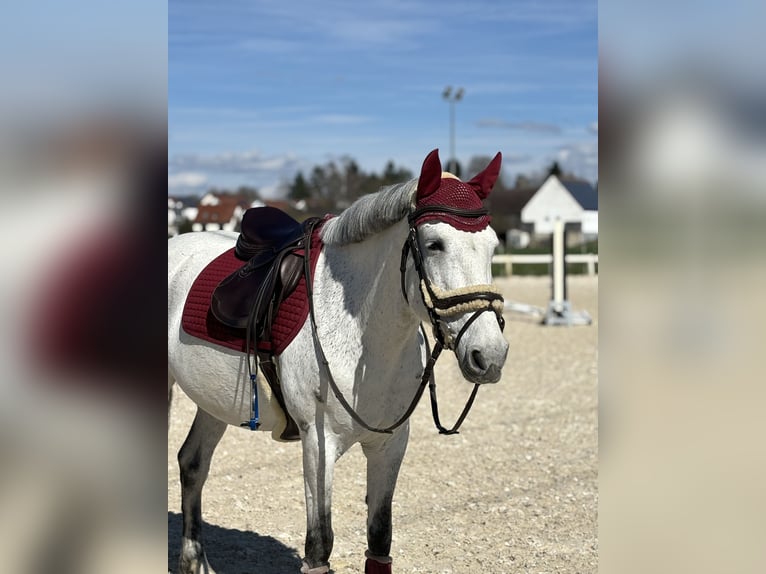 Connemara Merrie 11 Jaar 147 cm Appelschimmel in Jettingen-Scheppach