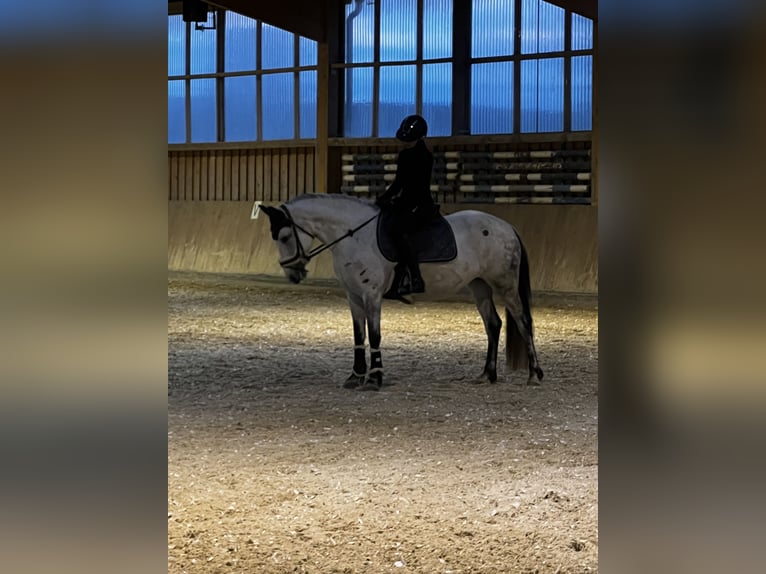 Connemara Merrie 11 Jaar 147 cm Appelschimmel in Jettingen-Scheppach