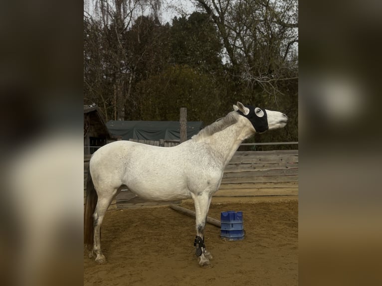 Connemara Merrie 11 Jaar 147 cm Appelschimmel in Jettingen-Scheppach