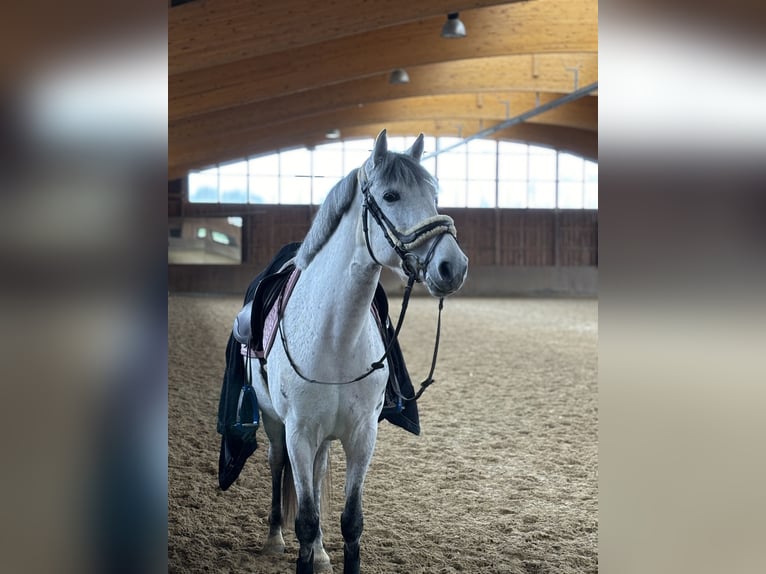 Connemara Merrie 11 Jaar 147 cm Appelschimmel in Jettingen-Scheppach