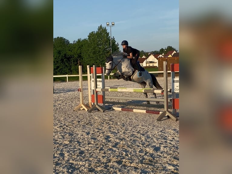 Connemara Merrie 11 Jaar 147 cm Appelschimmel in Jettingen-Scheppach