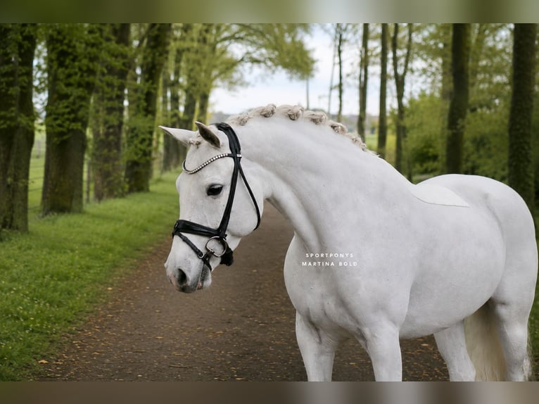 Connemara Merrie 11 Jaar 148 cm Schimmel in Recke, bei Osnabrück