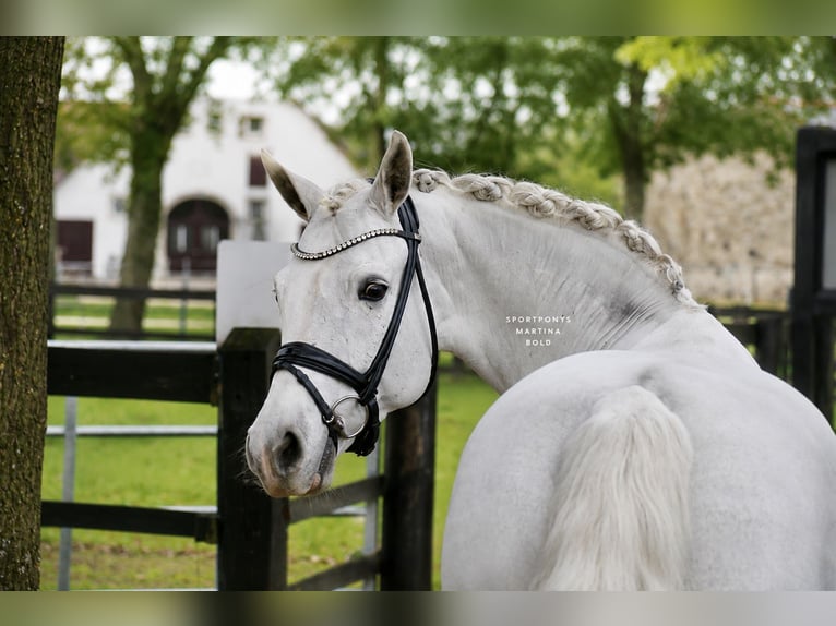 Connemara Merrie 11 Jaar 148 cm Schimmel in Recke, bei Osnabrück
