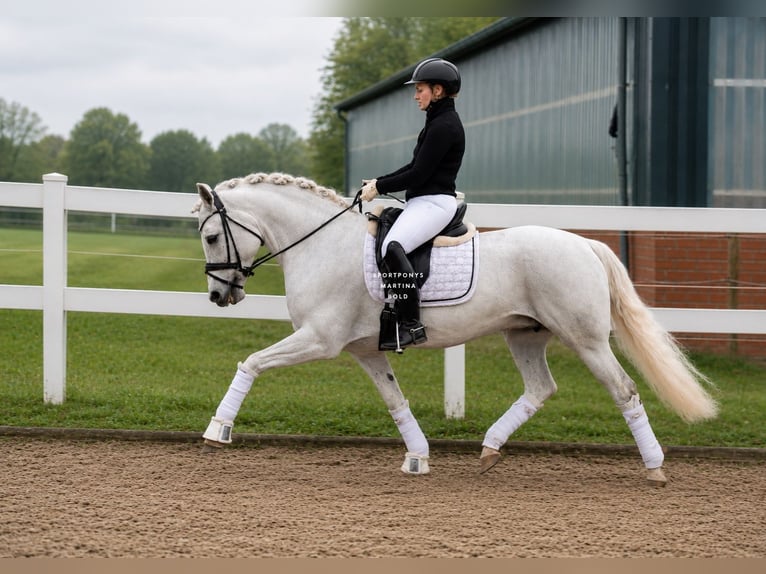 Connemara Merrie 11 Jaar 148 cm Schimmel in Recke, bei Osnabrück