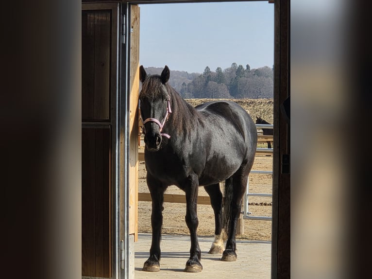 Connemara Mix Merrie 11 Jaar 154 cm Zwart in Albstadt