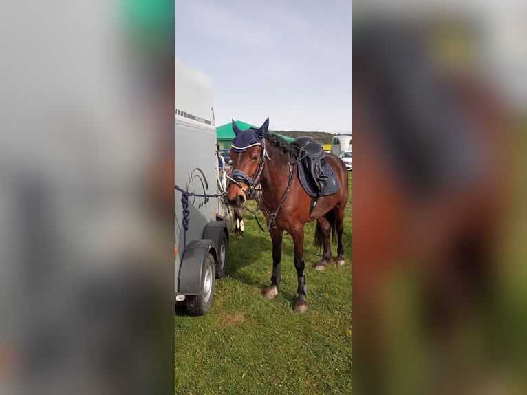 Connemara Merrie 11 Jaar 155 cm Bruin in Weitramsdorf