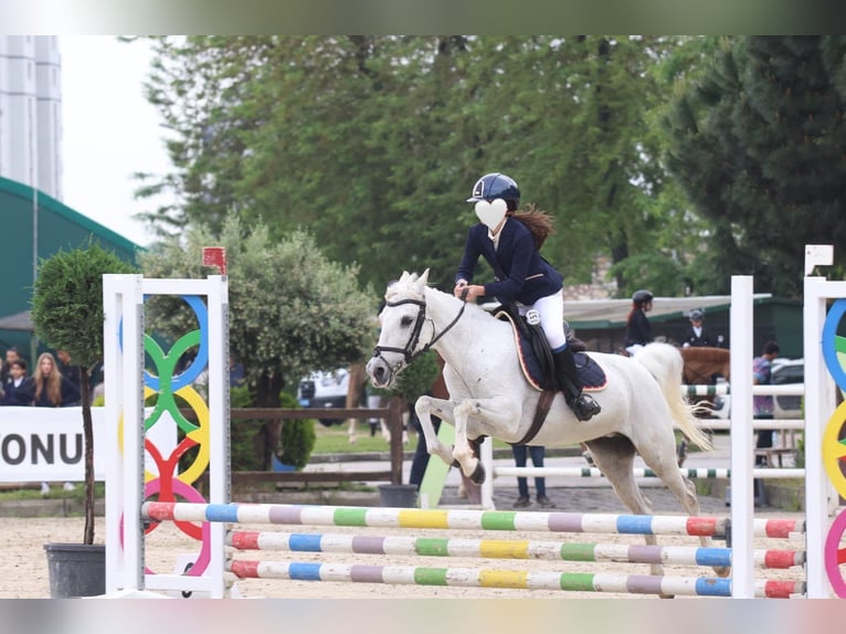 Connemara Mix Merrie 12 Jaar 137 cm Vliegenschimmel in Merkezköy
