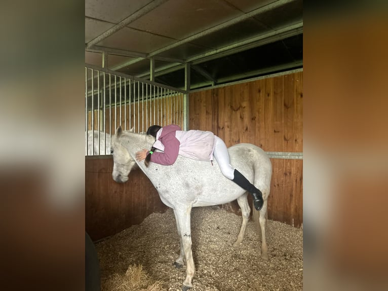 Connemara Mix Merrie 12 Jaar 137 cm Vliegenschimmel in Merkezköy