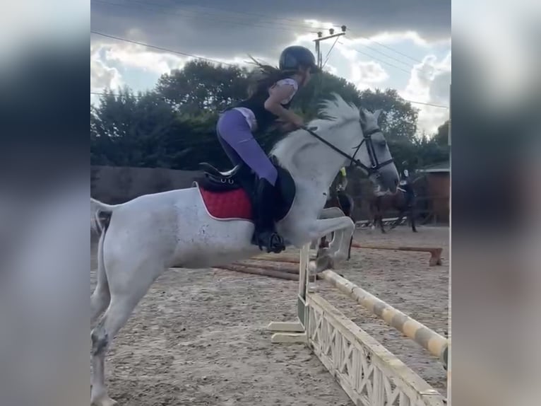 Connemara Mix Merrie 12 Jaar 137 cm Vliegenschimmel in Merkezköy