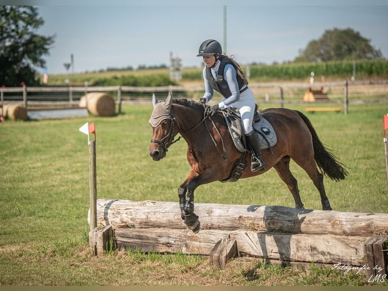 Connemara Merrie 12 Jaar 145 cm Bruin in Sonnefeld