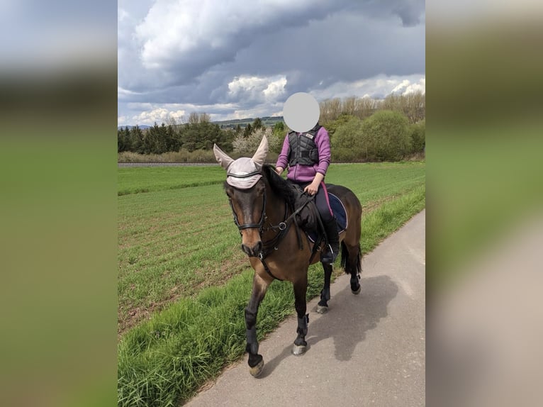 Connemara Merrie 12 Jaar 147 cm Falbe in Frankenberg (Eder)