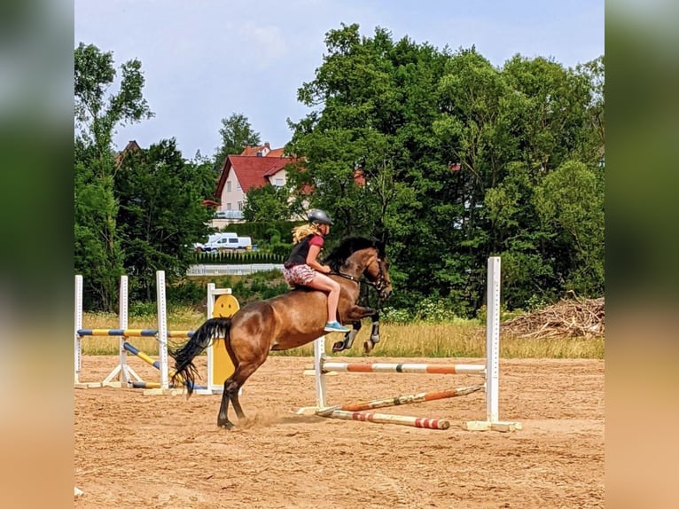 Connemara Merrie 12 Jaar 147 cm Falbe in Frankenberg (Eder)