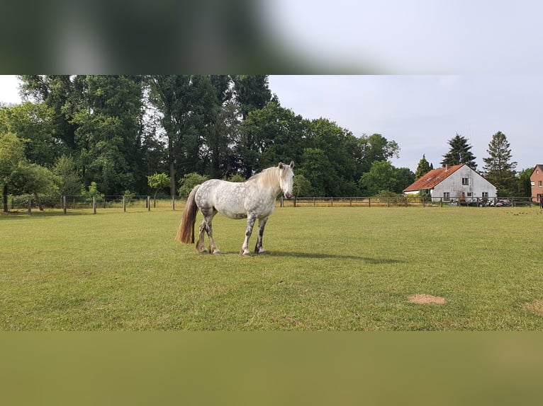 Connemara Mix Merrie 12 Jaar 151 cm Appelschimmel in Kerken