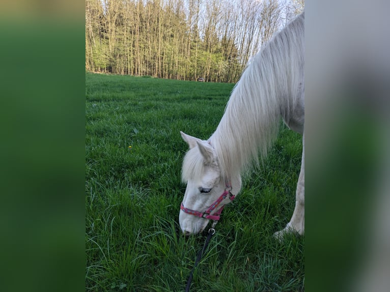 Connemara Mix Merrie 12 Jaar 153 cm Schimmel in Eslohe