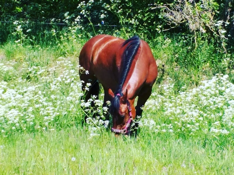 Connemara Merrie 13 Jaar 148 cm Bruin in Essen